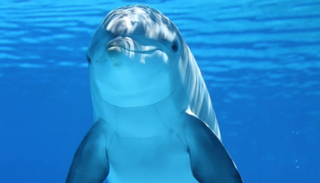 Excursion maritime à Mandelieu&nbsp;: observez les dauphins dans un cadre naturel